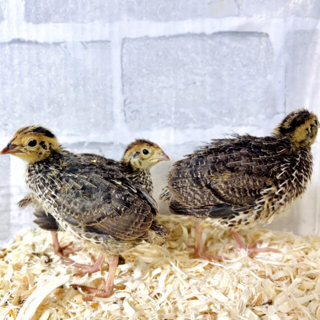 並ウズラ (＊ﾟ◇ﾟ)🐥🐥🐥3羽〜