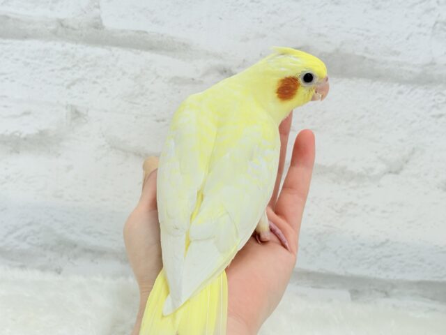 オカメインコ