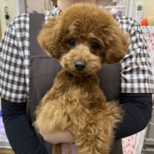 見つめたらロックオンだぞ⭐️だって嬉しくてたまらないの💗💗しっぽフリフリとまらんですぅ💛トイプードルの男のコきました〜❣️