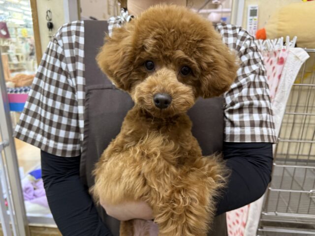 見つめたらロックオンだぞ⭐️だって嬉しくてたまらないの💗💗しっぽフリフリとまらんですぅ💛トイプードルの男のコきました〜❣️