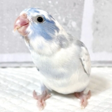 マメルリハ  超ヘビーパイドコバルト  男の子 🩵✨.ﾟ･*