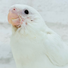 【最新画像更新🪄】純白天使がやって来た🐥🍼🤍オカメインコ(ピュアホワイト) ヒナ