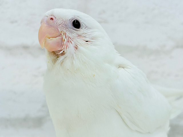 【最新画像更新🪄】純白天使がやって来た🐥🍼🤍オカメインコ(ピュアホワイト) ヒナ