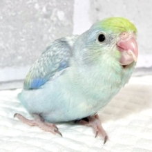 マメルリハ  ターコイズEUダイリュートブルー  男の子  🍏️🩵‎🤍⟡.*