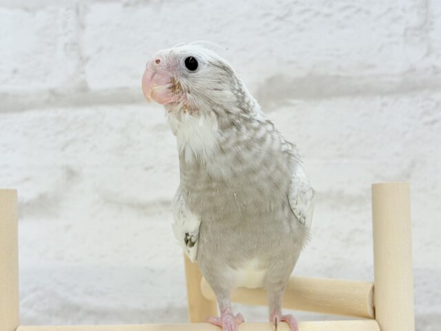 【最新画像更新🪄もうすぐひとり餌☆】ぱやぱや♡ハゲタカみたい🐣🫧オカメインコ(WFパールパイド) ヒナ オカメインコ