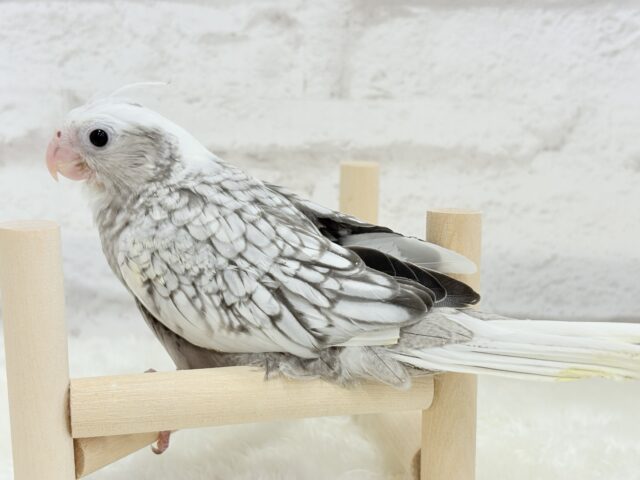 【最新画像更新🪄もうすぐひとり餌☆】ぱやぱや♡ハゲタカみたい🐣🫧オカメインコ(WFパールパイド) ヒナ オカメインコ