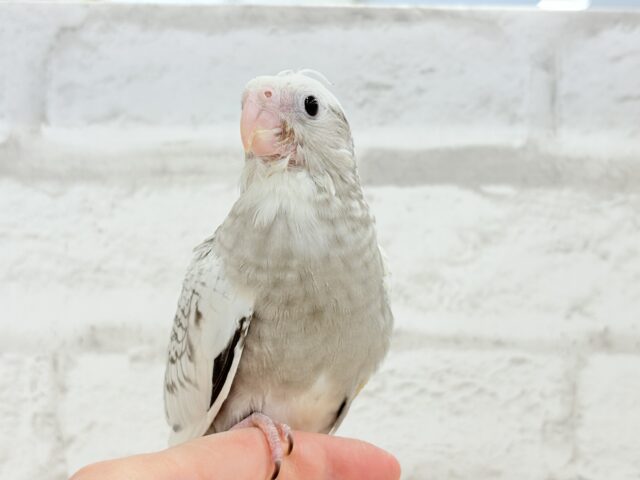 オカメインコ