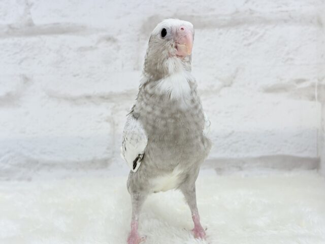 【最新画像更新🪄もうすぐひとり餌☆】ぱやぱや♡ハゲタカみたい🐣🫧オカメインコ(WFパールパイド) ヒナ オカメインコ