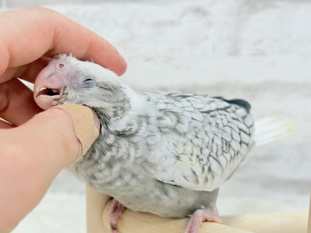 【最新画像更新🪄もうすぐひとり餌☆】ぱやぱや♡ハゲタカみたい🐣🫧オカメインコ(WFパールパイド) ヒナ オカメインコ