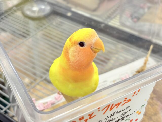 コザクラインコ（小桜インコ）