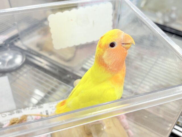 コザクラインコ（小桜インコ）