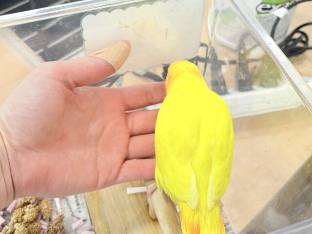 コザクラインコ（小桜インコ）