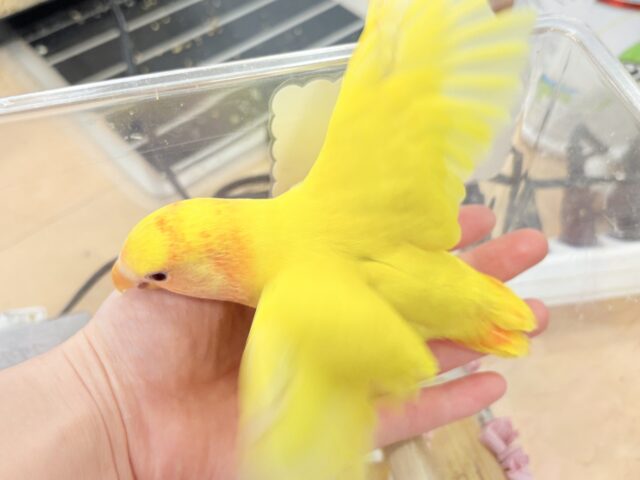 コザクラインコ（小桜インコ）