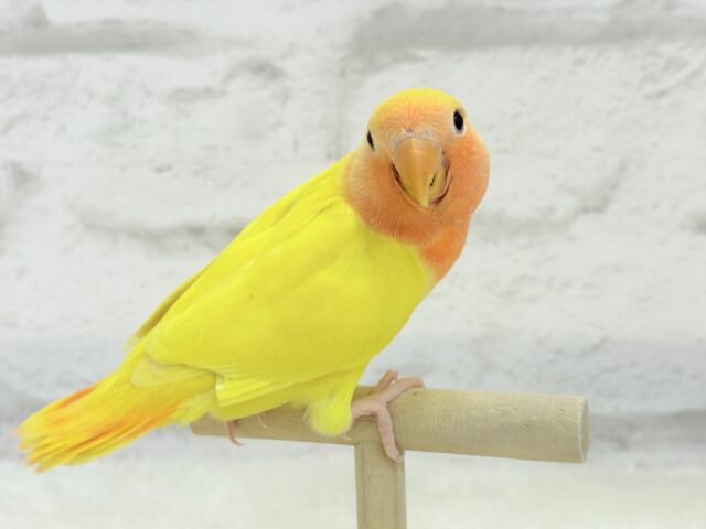 コザクラインコ（小桜インコ）