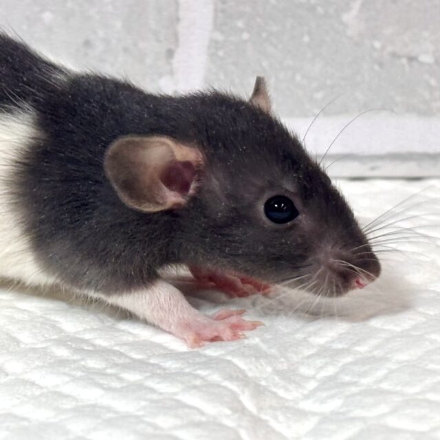 ファンシーラット 白×黒 男の子 🤍🐭🖤⟡.· ファンシーラット