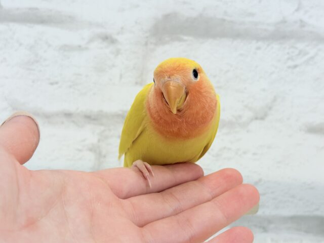 コザクラインコ（小桜インコ）