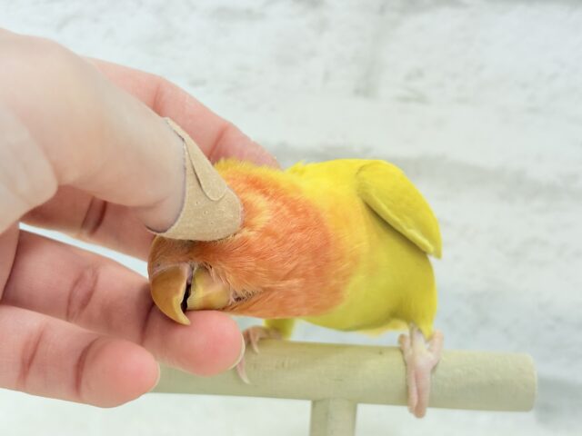 コザクラインコ（小桜インコ）