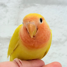 【最新画像更新🪄】ビビットカラー💛太陽サンサン🐣‪🔆‬コザクラインコ(ルチノーオパーリン) ヒナ