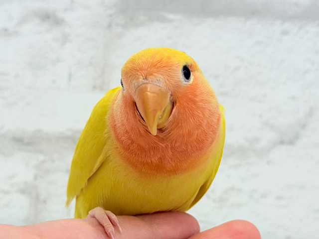 【最新画像更新🪄】ビビットカラー💛太陽サンサン🐣‪🔆‬コザクラインコ(ルチノーオパーリン) ヒナ