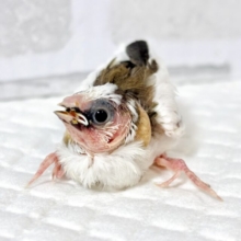 十姉妹  ヒナ  🐣🪶ᐩᕀ