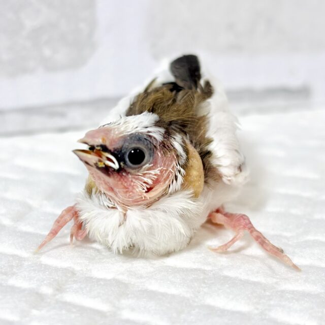 十姉妹 ヒナ 🐣🪶ᐩᕀ