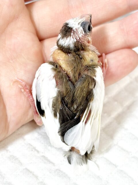 十姉妹（ジュウシマツ）