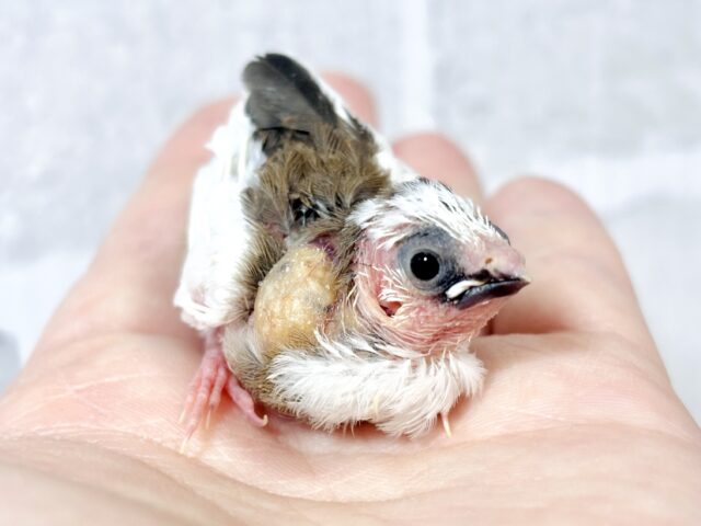 十姉妹（ジュウシマツ）