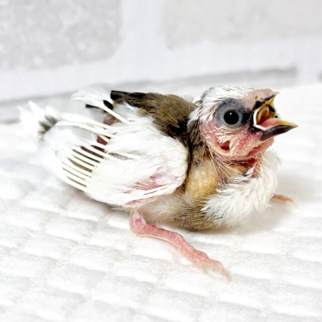 十姉妹（ジュウシマツ）