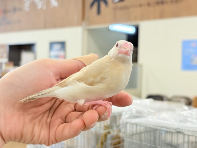 シナモン文鳥