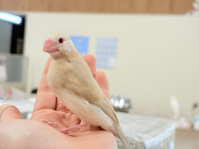 シナモン文鳥