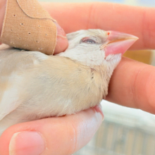 【最新画像更新🪄】ふんわり柔らかクリームラッテ🐣☕️アゲイト文鳥 ヒナ