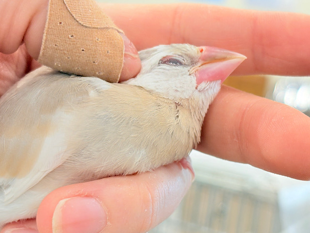 【最新画像更新🪄】ふんわり柔らかクリームラッテ🐣☕️アゲイト文鳥 ヒナ