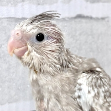 オカメインコ  ホワイトフェイスシナモンパール 🤎🫧‪𓈒𓏸︎︎︎︎✨.ﾟ･