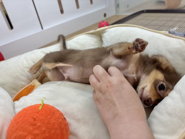 超ホヤホヤ最新画像✨お腹の大サービスしちゃうもん♡チワワくん! チワワ