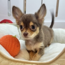 超ホヤホヤ最新画像✨お腹の大サービスしちゃうもん♡チワワくん！