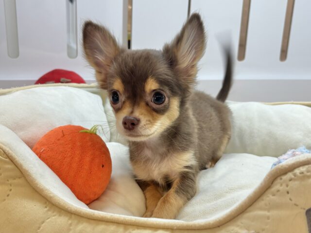 超ホヤホヤ最新画像✨お腹の大サービスしちゃうもん♡チワワくん! チワワ