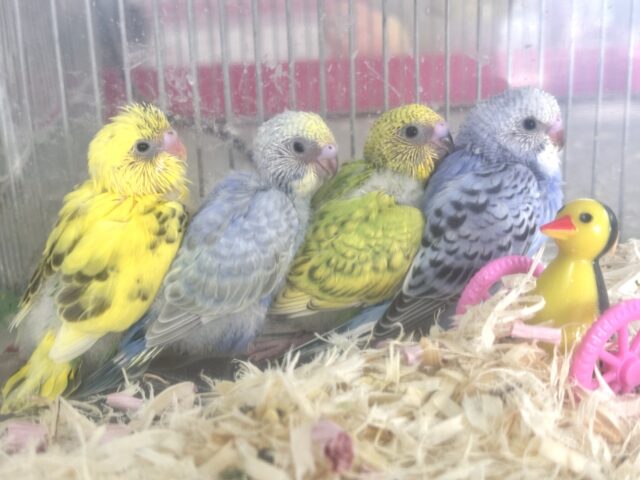 セキセイインコ