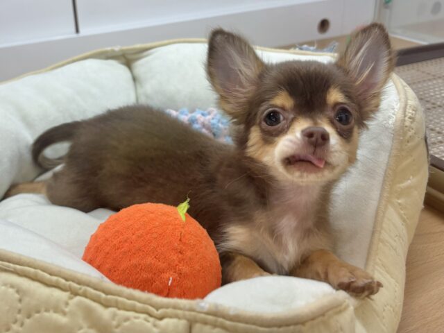 超ホヤホヤ最新画像✨お腹の大サービスしちゃうもん♡チワワくん! チワワ
