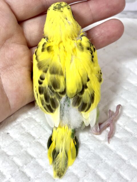セキセイインコ