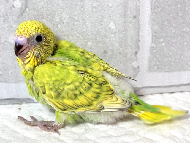 セキセイインコ