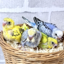 春風がちらほらと吹き始める中セキセイインコちゃんず来てくれました〜☀️🌸🍃･.｡*･.｡*