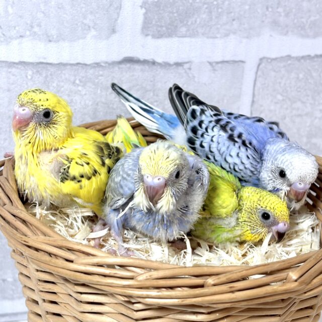 春風がちらほらと吹き始める中セキセイインコちゃんず来てくれました〜☀️🌸🍃･.｡*･.｡*