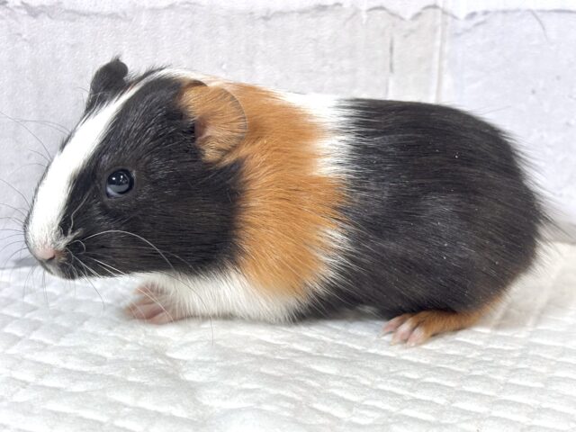 イングリッシュモルモット