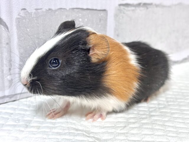 イングリッシュモルモット