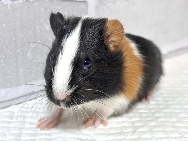 イングリッシュモルモット 3色 女の子 🐹🤍🖤⟡.* イングリッシュモルモット