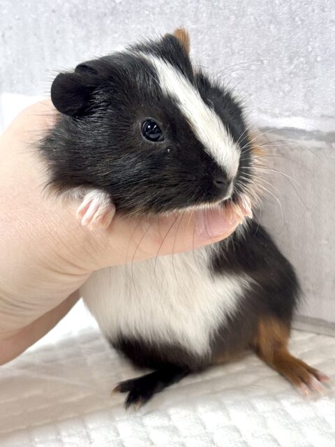 イングリッシュモルモット