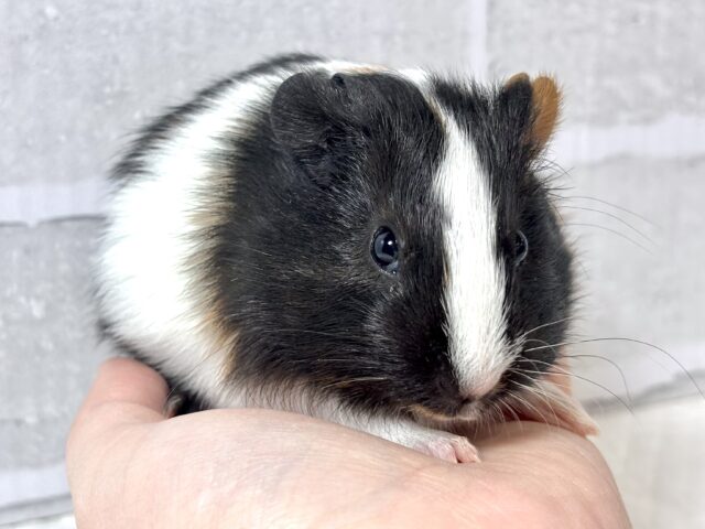 イングリッシュモルモット