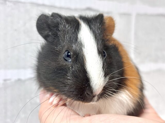 イングリッシュモルモット 3色 女の子 ‪🐹‎🤍🖤⟡.*