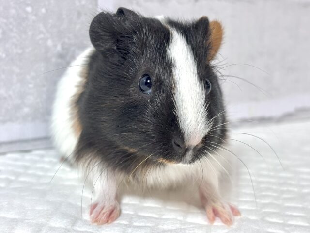 イングリッシュモルモット