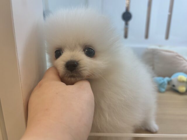 僕の可愛さにやられても知らないよっ♡ポメラニアンくん! ポメラニアン